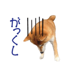 柴犬タロウの日常(敬語編)（個別スタンプ：25）