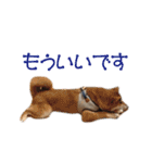 柴犬タロウの日常(敬語編)（個別スタンプ：26）