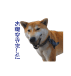 柴犬タロウの日常(敬語編)（個別スタンプ：27）