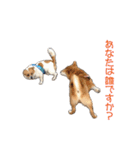柴犬タロウの日常(敬語編)（個別スタンプ：28）