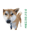 柴犬タロウの日常(敬語編)（個別スタンプ：29）