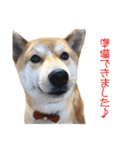 柴犬タロウの日常(敬語編)（個別スタンプ：30）