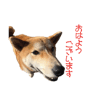 柴犬タロウの日常(敬語編)（個別スタンプ：31）