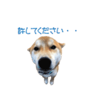 柴犬タロウの日常(敬語編)（個別スタンプ：32）