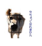 柴犬タロウの日常(敬語編)（個別スタンプ：33）