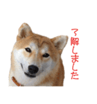 柴犬タロウの日常(敬語編)（個別スタンプ：34）
