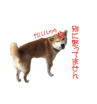 柴犬タロウの日常(敬語編)（個別スタンプ：35）