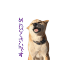 柴犬タロウの日常(敬語編)（個別スタンプ：37）