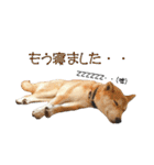 柴犬タロウの日常(敬語編)（個別スタンプ：38）
