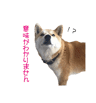 柴犬タロウの日常(敬語編)（個別スタンプ：39）