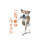 柴犬タロウの日常(敬語編)（個別スタンプ：40）