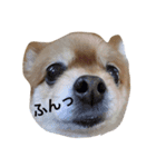 わたち、ポメラニアンよ（個別スタンプ：3）
