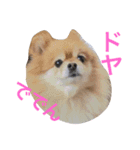 わたち、ポメラニアンよ（個別スタンプ：6）