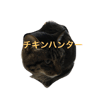 ねこっぽいけどね（個別スタンプ：1）