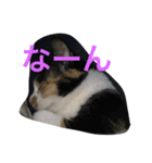 ねこっぽいけどね（個別スタンプ：3）