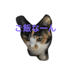 ねこっぽいけどね（個別スタンプ：4）