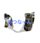 ねこっぽいけどね（個別スタンプ：5）