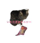 ねこっぽいけどね（個別スタンプ：6）