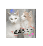 ノエル＆ルイ（個別スタンプ：5）