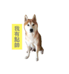 Shiba with Pomelo Hat（個別スタンプ：6）