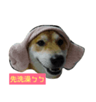Shiba with Pomelo Hat（個別スタンプ：7）