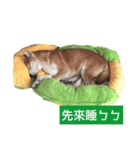 Shiba with Pomelo Hat（個別スタンプ：8）