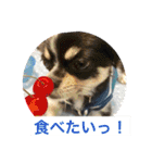 Chihuahua （空太）Happy！ 04 want to ‥（個別スタンプ：1）