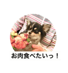 Chihuahua （空太）Happy！ 04 want to ‥（個別スタンプ：2）