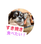 Chihuahua （空太）Happy！ 04 want to ‥（個別スタンプ：3）