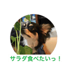 Chihuahua （空太）Happy！ 04 want to ‥（個別スタンプ：4）