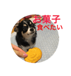 Chihuahua （空太）Happy！ 04 want to ‥（個別スタンプ：8）