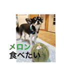 Chihuahua （空太）Happy！ 04 want to ‥（個別スタンプ：10）