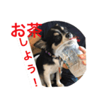 Chihuahua （空太）Happy！ 04 want to ‥（個別スタンプ：12）