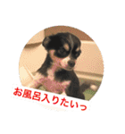 Chihuahua （空太）Happy！ 04 want to ‥（個別スタンプ：13）