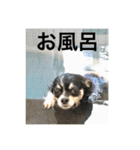 Chihuahua （空太）Happy！ 04 want to ‥（個別スタンプ：14）