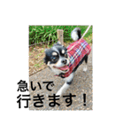 Chihuahua （空太）Happy！ 04 want to ‥（個別スタンプ：16）