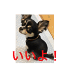 Chihuahua （空太）Happy！ 04 want to ‥（個別スタンプ：23）