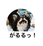 Chihuahua （空太）Happy！ 04 want to ‥（個別スタンプ：24）