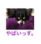 Chihuahua （空太）Happy！ 04 want to ‥（個別スタンプ：25）