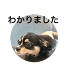 Chihuahua （空太）Happy！ 04 want to ‥（個別スタンプ：26）