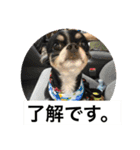 Chihuahua （空太）Happy！ 04 want to ‥（個別スタンプ：27）