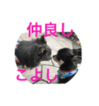 Chihuahua （空太）Happy！ 04 want to ‥（個別スタンプ：29）