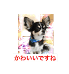 Chihuahua （空太）Happy！ 04 want to ‥（個別スタンプ：30）