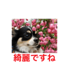 Chihuahua （空太）Happy！ 04 want to ‥（個別スタンプ：31）