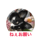 Chihuahua （空太）Happy！ 04 want to ‥（個別スタンプ：38）