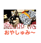 Chihuahua （空太）Happy！ 04 want to ‥（個別スタンプ：40）