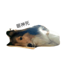 Shetland Sheepdog is pig（個別スタンプ：1）