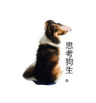 Shetland Sheepdog is pig（個別スタンプ：2）