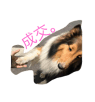 Shetland Sheepdog is pig（個別スタンプ：3）