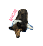 Shetland Sheepdog is pig（個別スタンプ：4）